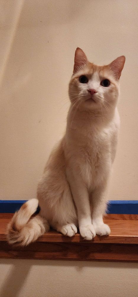 series of four pictures of a flamepoint siamese cat sitting on a little ledge