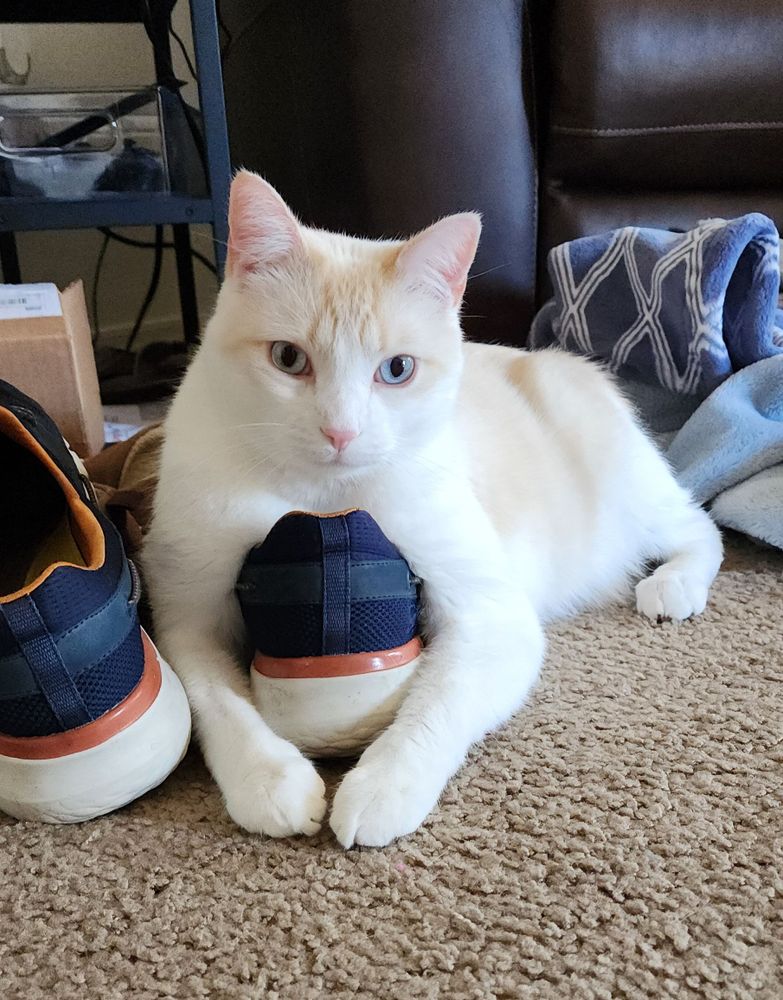 tofu laying on my shoe