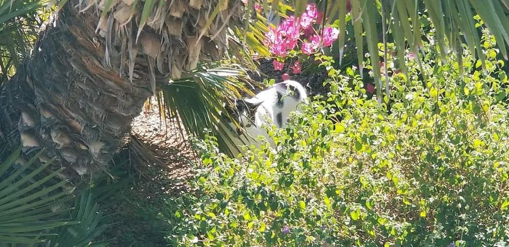 tesla cat in thick vegetation 