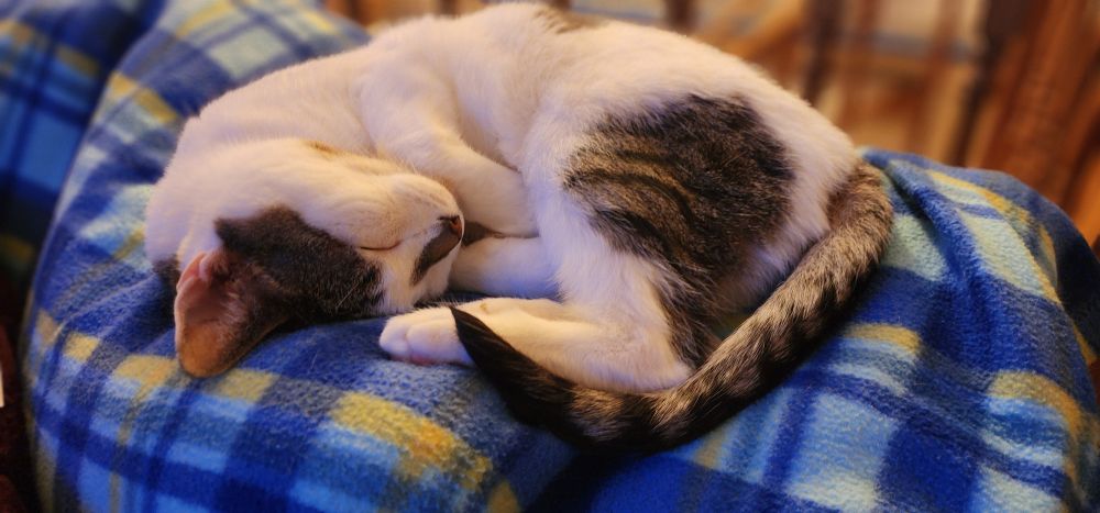 sleeping tesla cat 