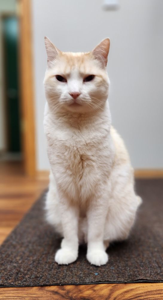 tofu cat