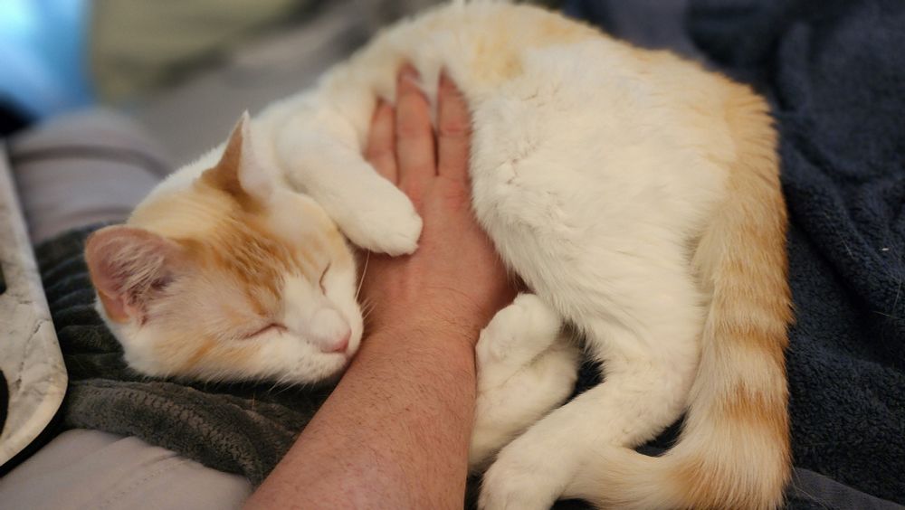 tofu cat holding my arm and grooming me whole i rub his belly