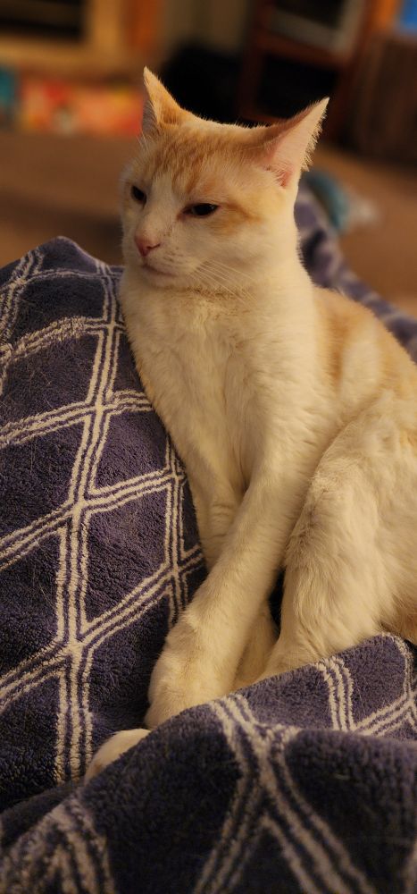 tofu cat looking off into the distance