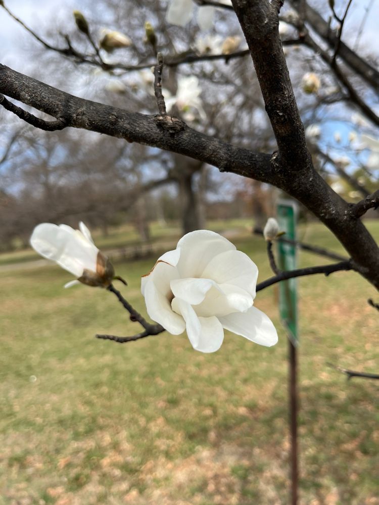 Magnolia buds opened slightly