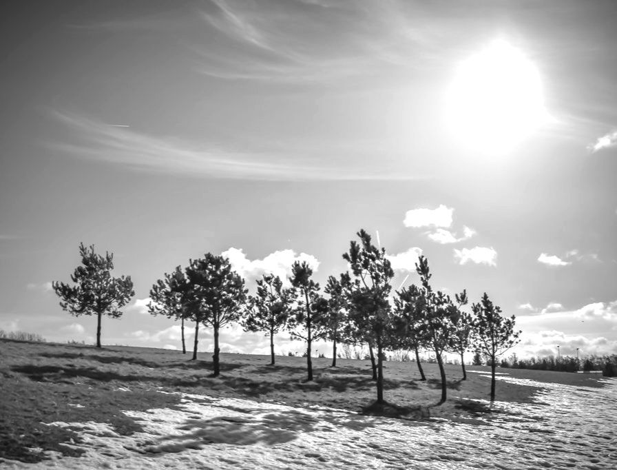Winter sun shining over trees on a icy grassy hill.  Relections of the trees appearing on the hill
