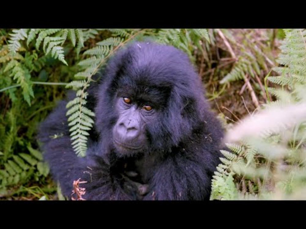 Why Gorillas Are Critical To Our Planet | Dian Fossey Gorilla Fund #climatechange #conservation