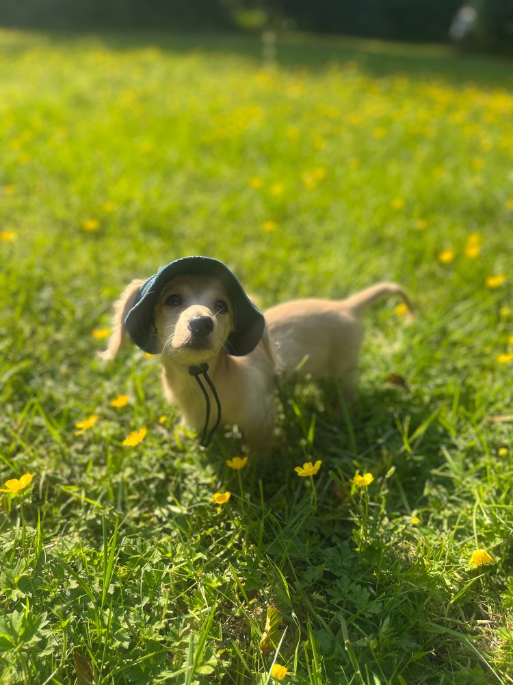 Powder the mini dachshund puppy wearing a blue bucket hat surrounded by grass and flowers