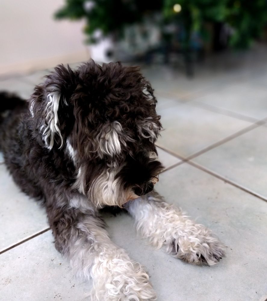 ふんわりとしたいぬ