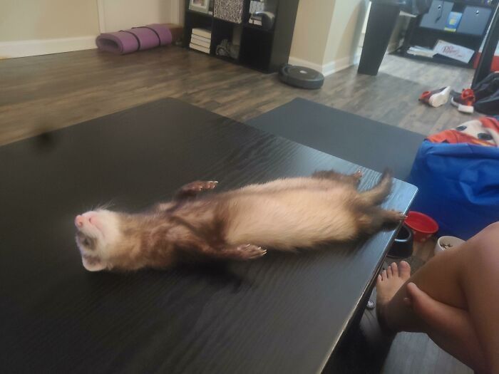 a ferret laying on their back on a table, completely straight so their little tube body is a perfect cylinder 