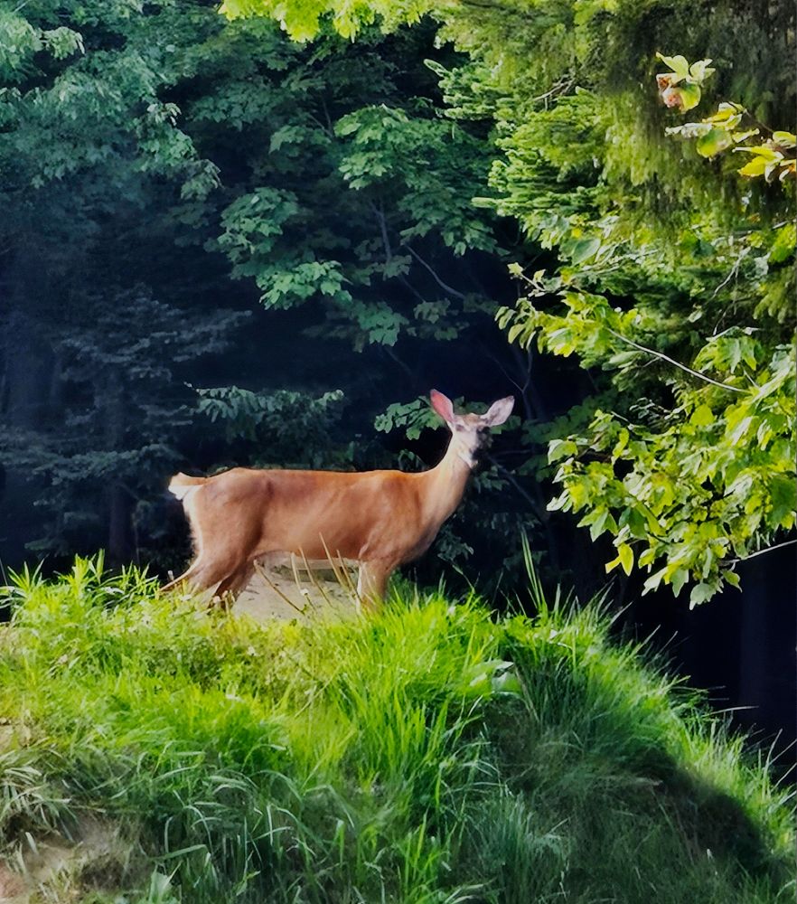 A ruddy red white-tailed deer stands on a lush green hill gazing back at the observer inquisitively with maple and pine trees surrounding it