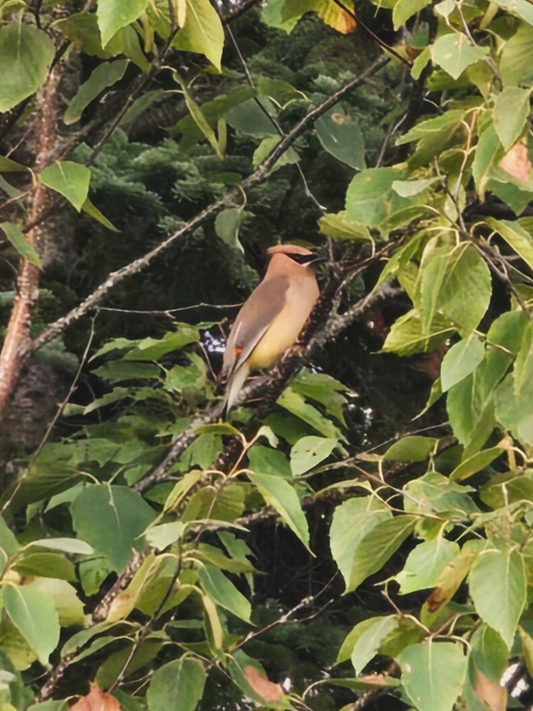A Cedar Waxwing perched on a branch. It is yellow, brown and white with a black mask and red wing tips.