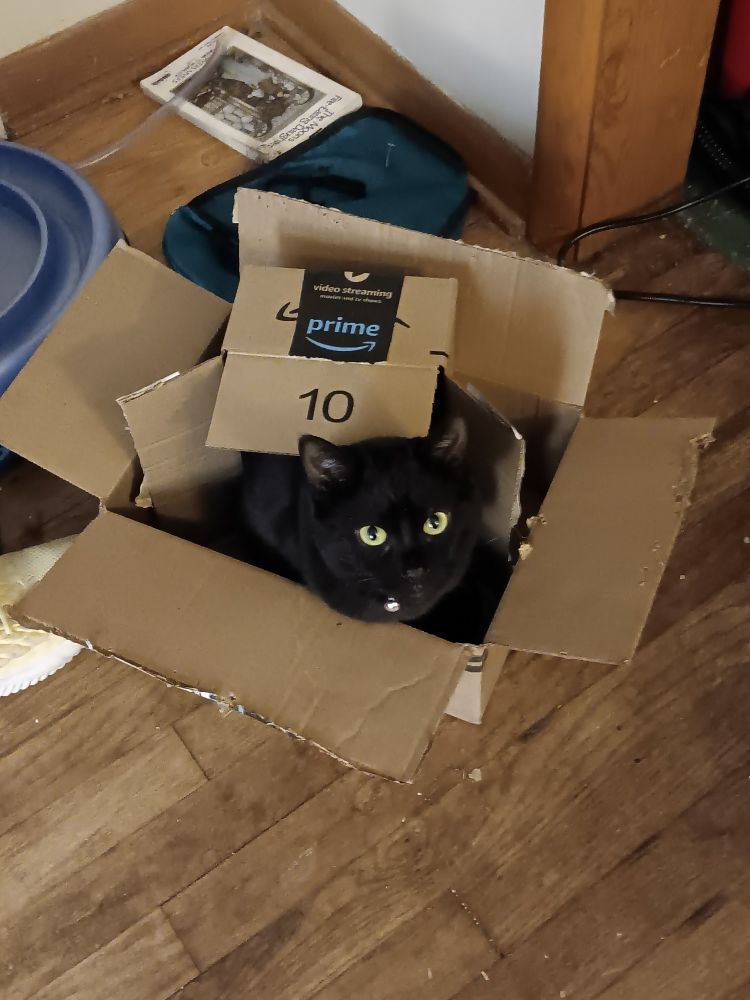 Our 2 year old black cat Shai in a box .. in a box 