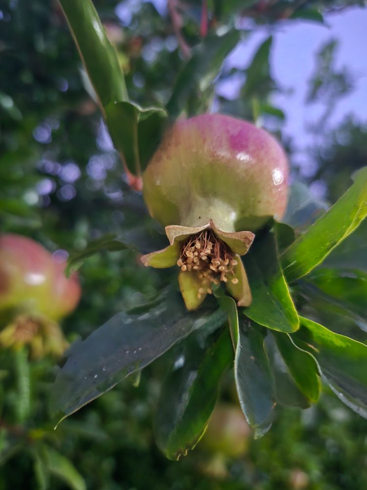 رمانة على الشجرة