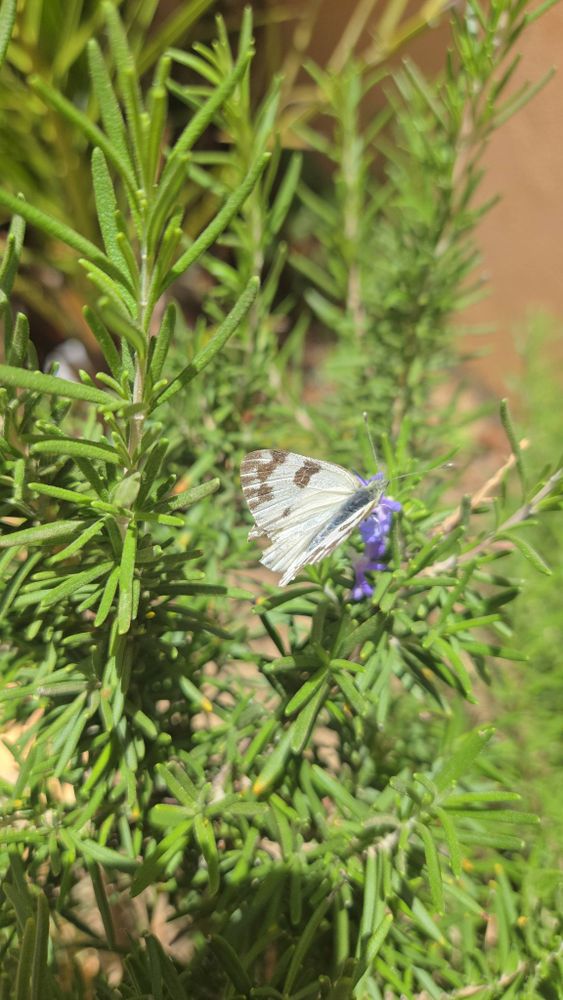 فراشة بيضاء على زهور أكليل الجبل