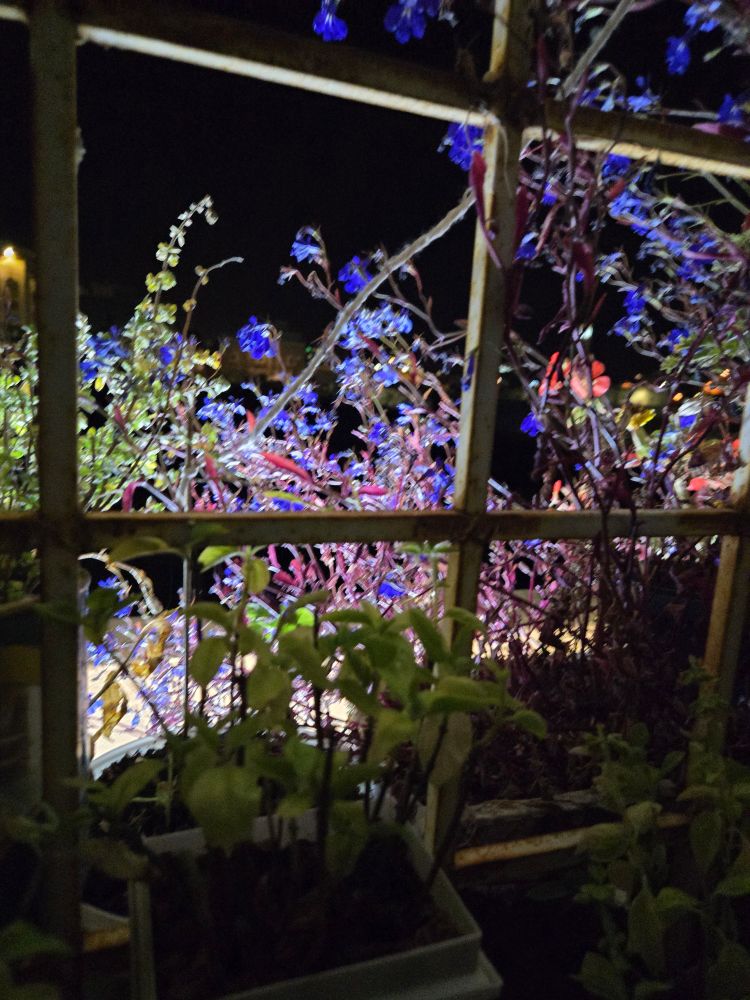 صورة ليلية لنباتات ريحان وعطرية وزهور زرقاء