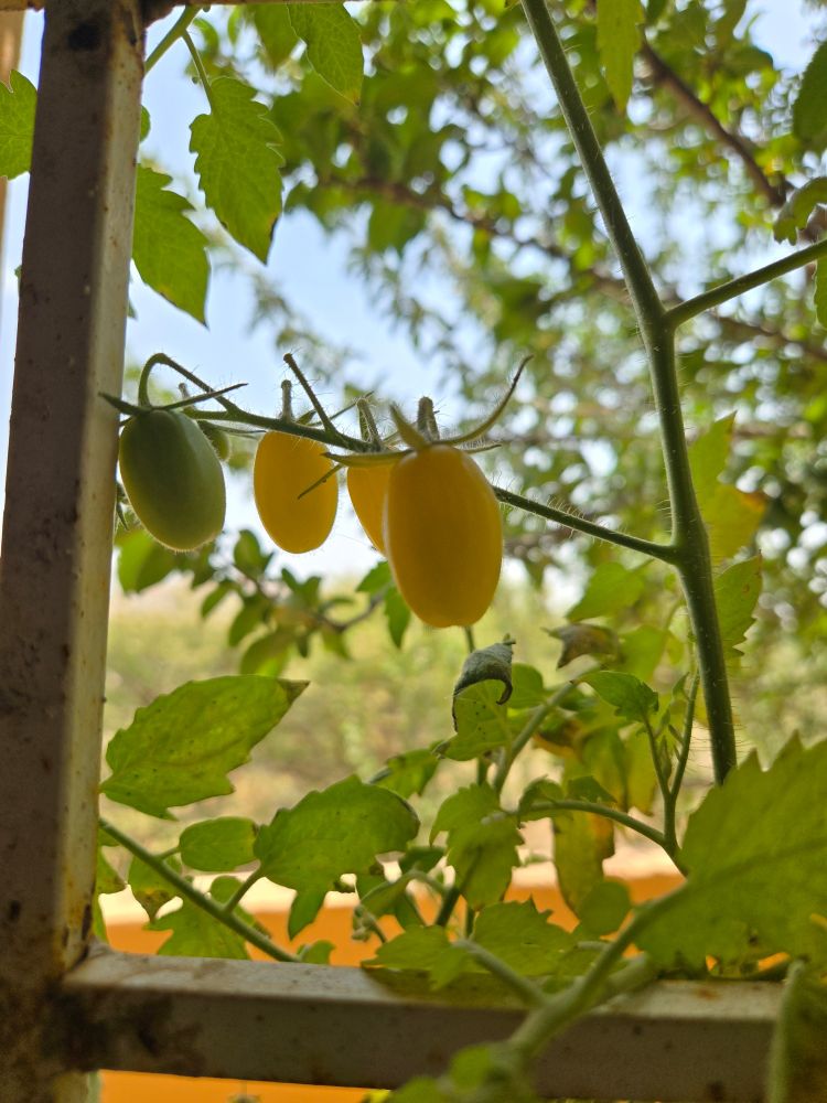 بندورة كرزية صفراء