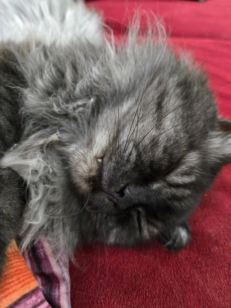 وجه قط رمادي نائم