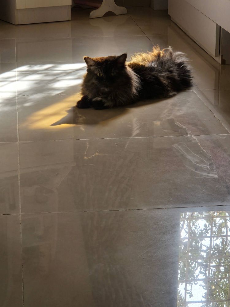 قط جالس على الأرض مع انعكاس النافذة والأشجار