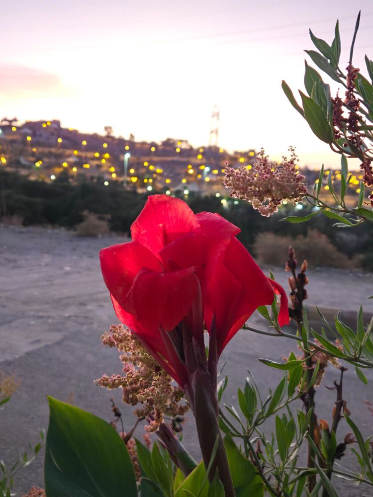 أضواء المدينة وقت الغروب مع زنبقة حمراء