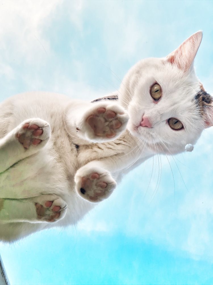 Weise Katze und Himmel im Hintergrund 