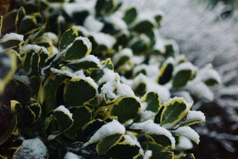 a further out shot of the yellow/green leaves with snow covering them. 