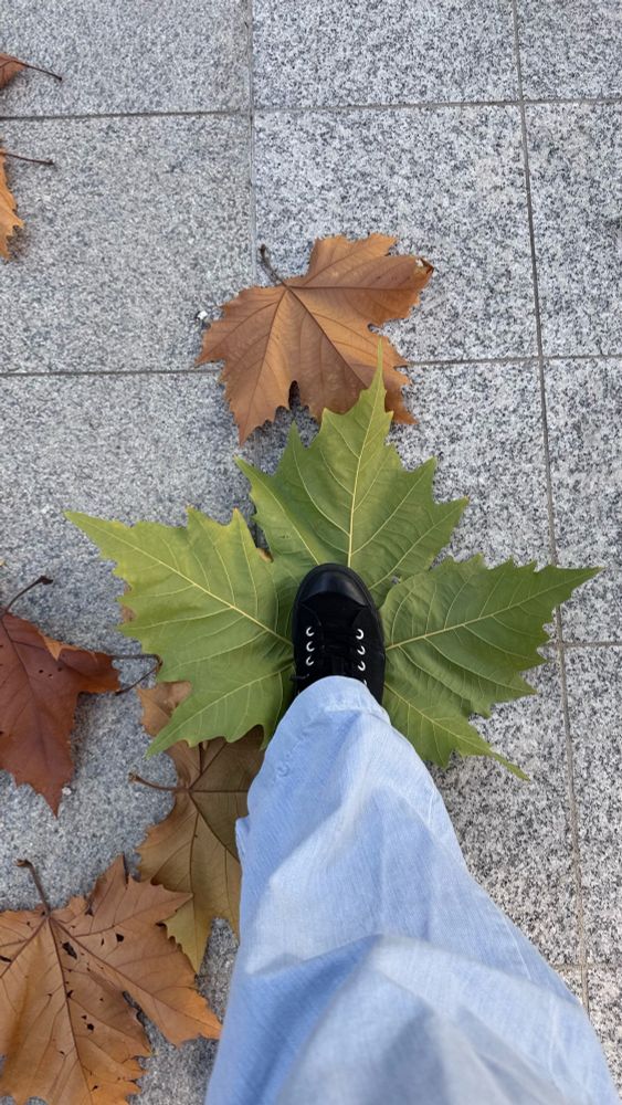 My foot on a maple leaf on the sidewalk in Seoul