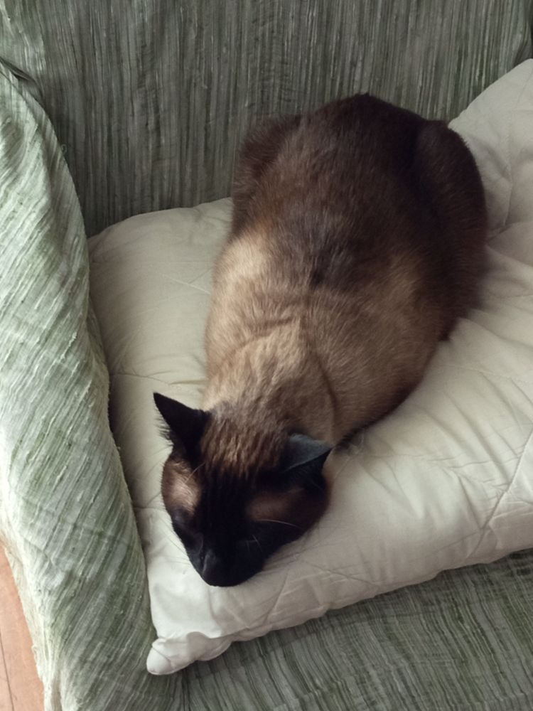 Un gato siamés empoleirado nun sillón pero coa testa descansando tamén.