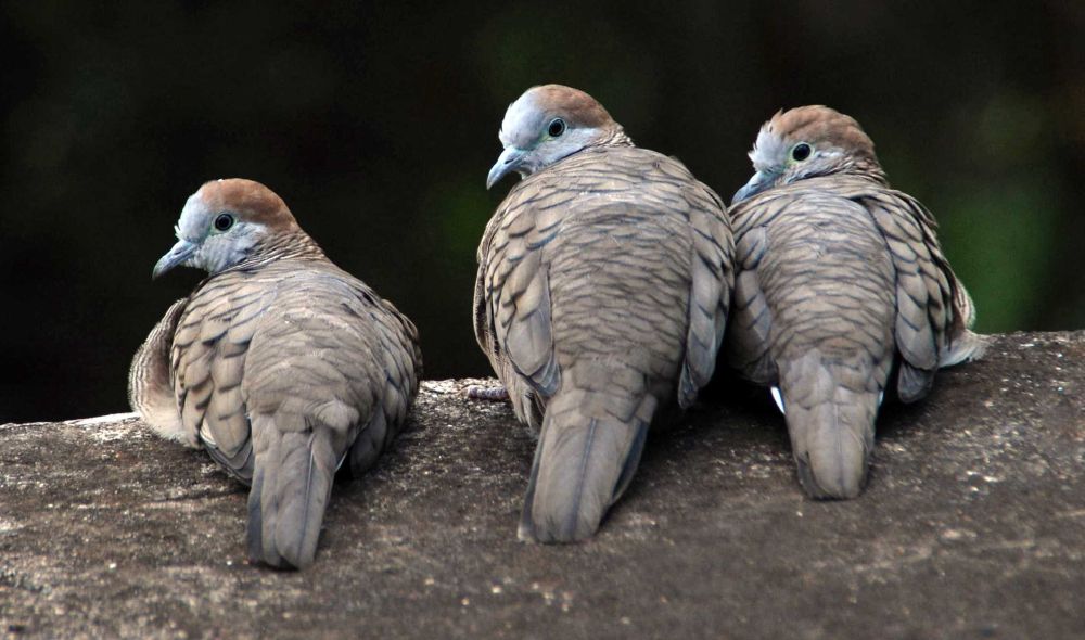Peaceful Doves in Jamestown, St Helena
