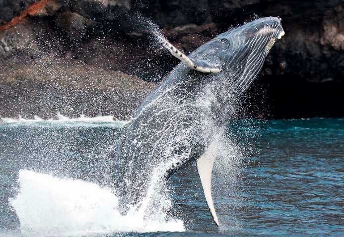 Whale "breaching", off St Helena