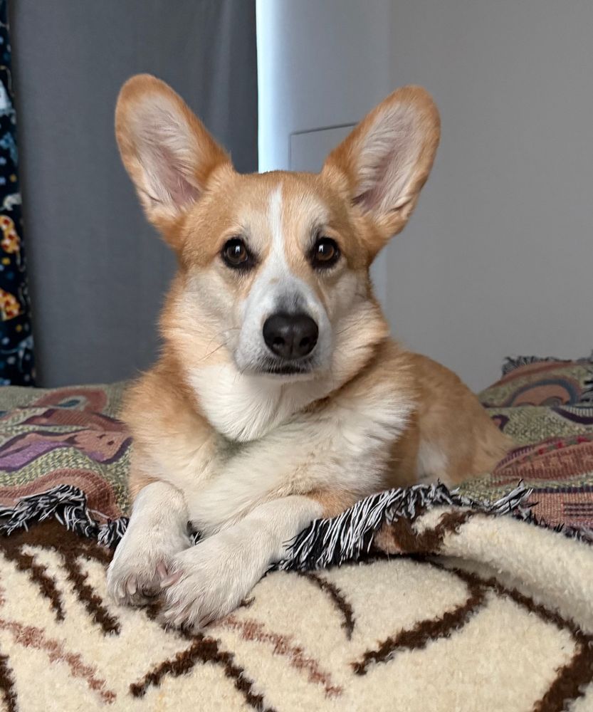 Corgi looking regal on top of a bed