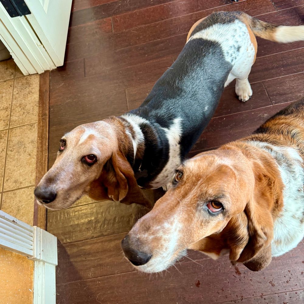 Two basset hound dogs looking at the camera and generally being adorable. #dogsofbluesky