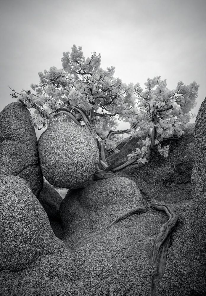 A black-and-white infrared (720nm) image of a tree growing in the space between the boulders in Joshua Tree NP.