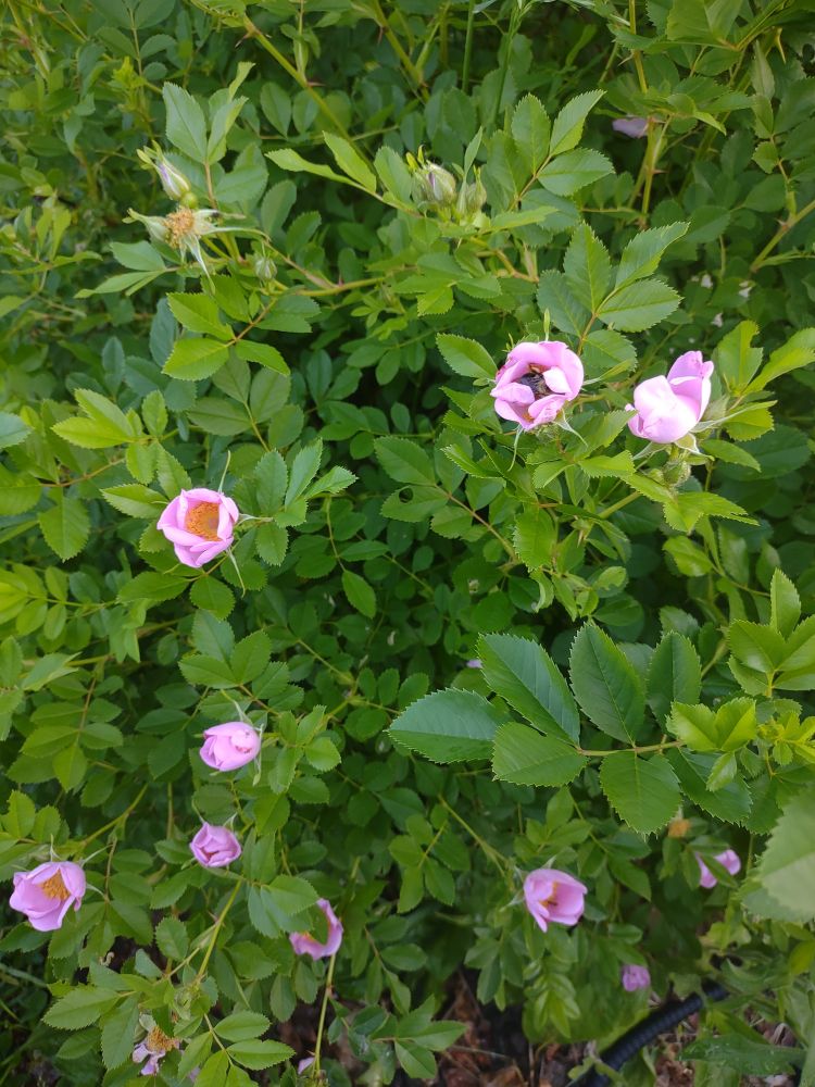 Rose bush with delicate pink roses.
