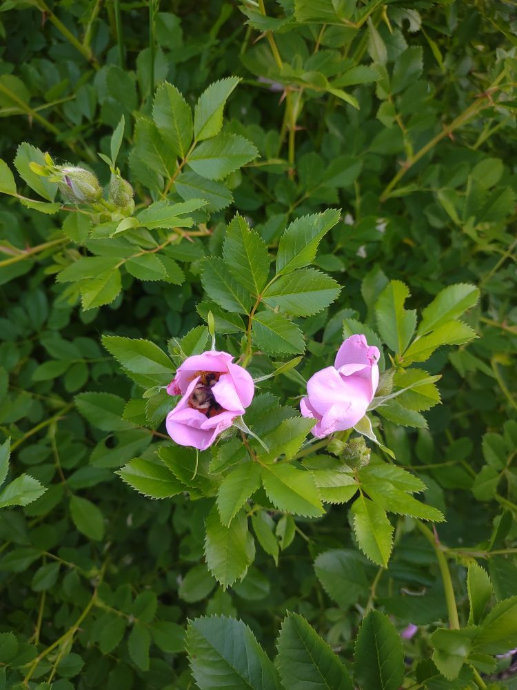 Close up of two pink roses. A bumble bee is tucked inside one of the roses.
