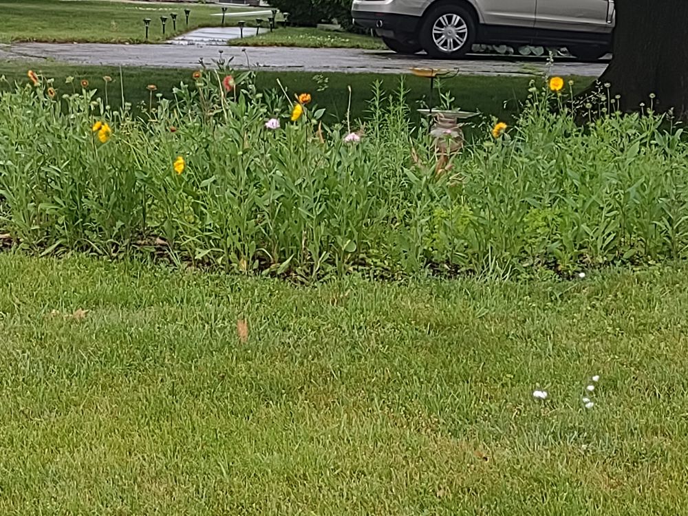 Lawn with a flower garden. Yellow flowers starting to bloom.