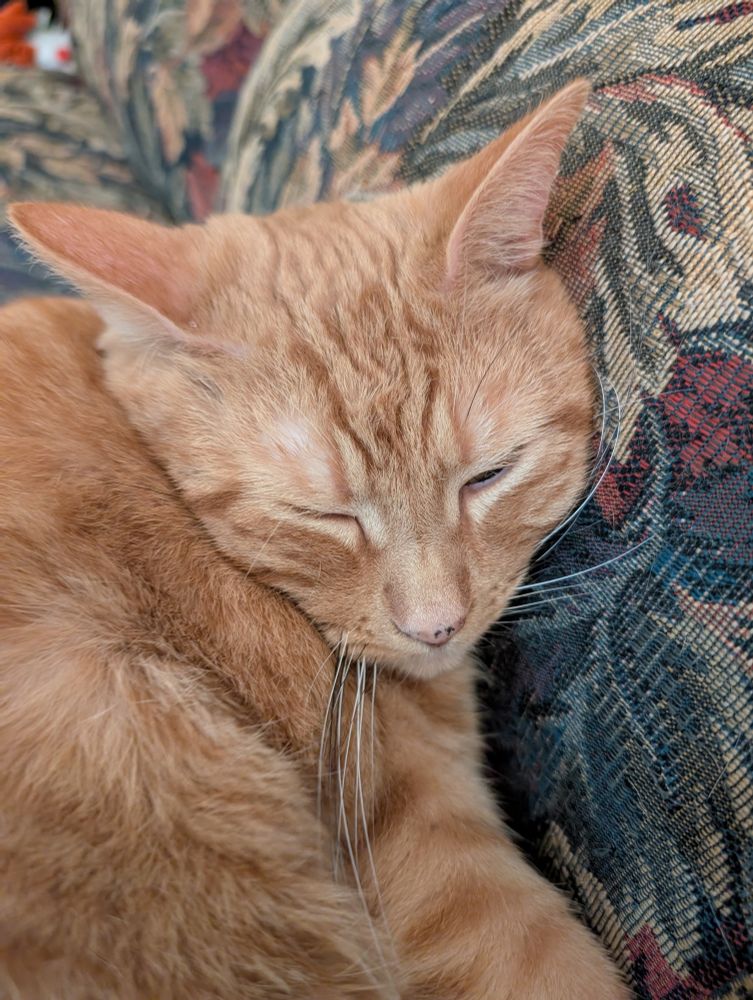 Head shot of sleepy orange cat on couch