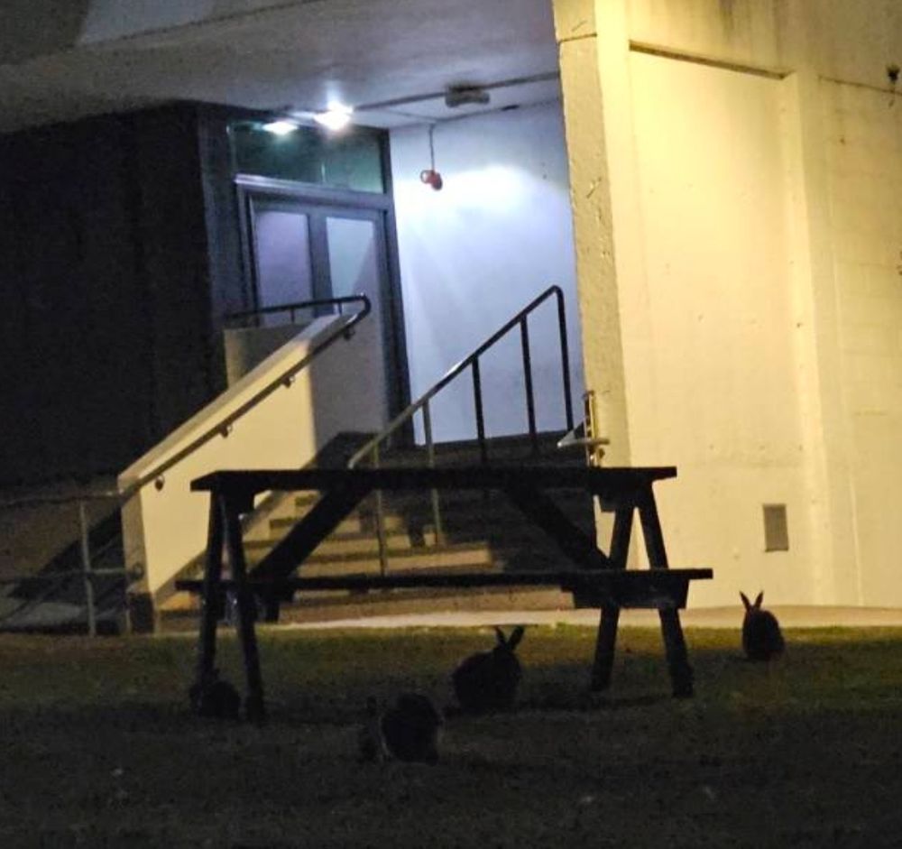 The silhouette of four bunnies, ears high, under a picnic table and in front of a nondescript building 