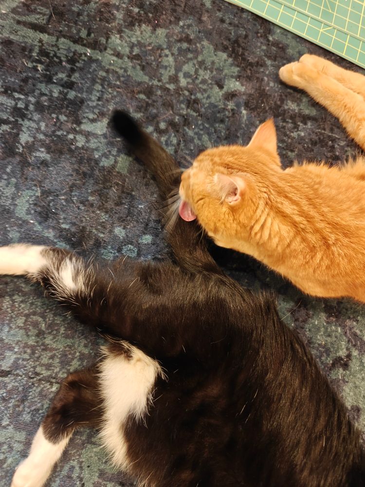 Big orange cat licking the tail of a b/w tuxedo cat