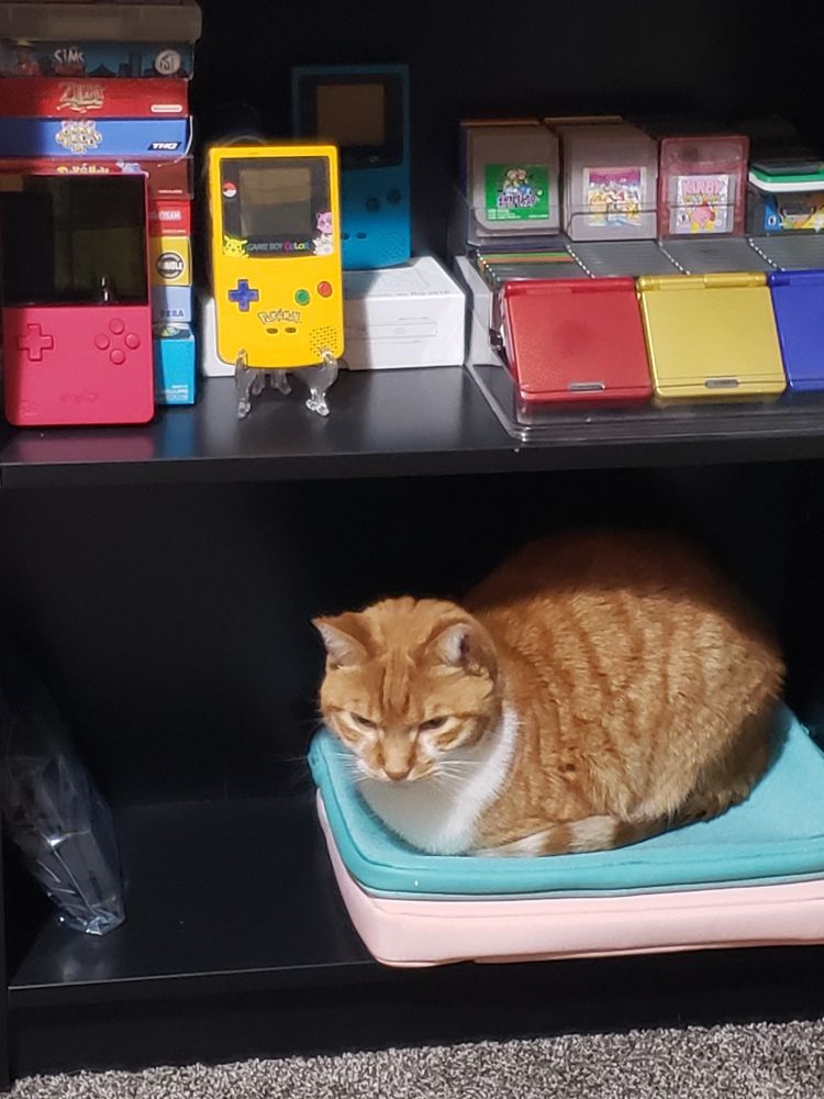 A small orange tabby cat sitting on top of a laptop case. It is inside a black bookshelf just below a shelf of handheld video games.