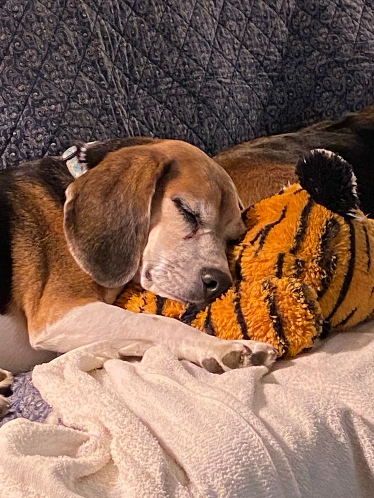 A beagle sleeps with his head on a stuffed tiger. 