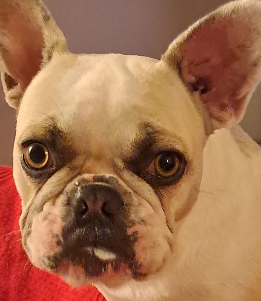 Rosi nach dem Joghurtgenuss.