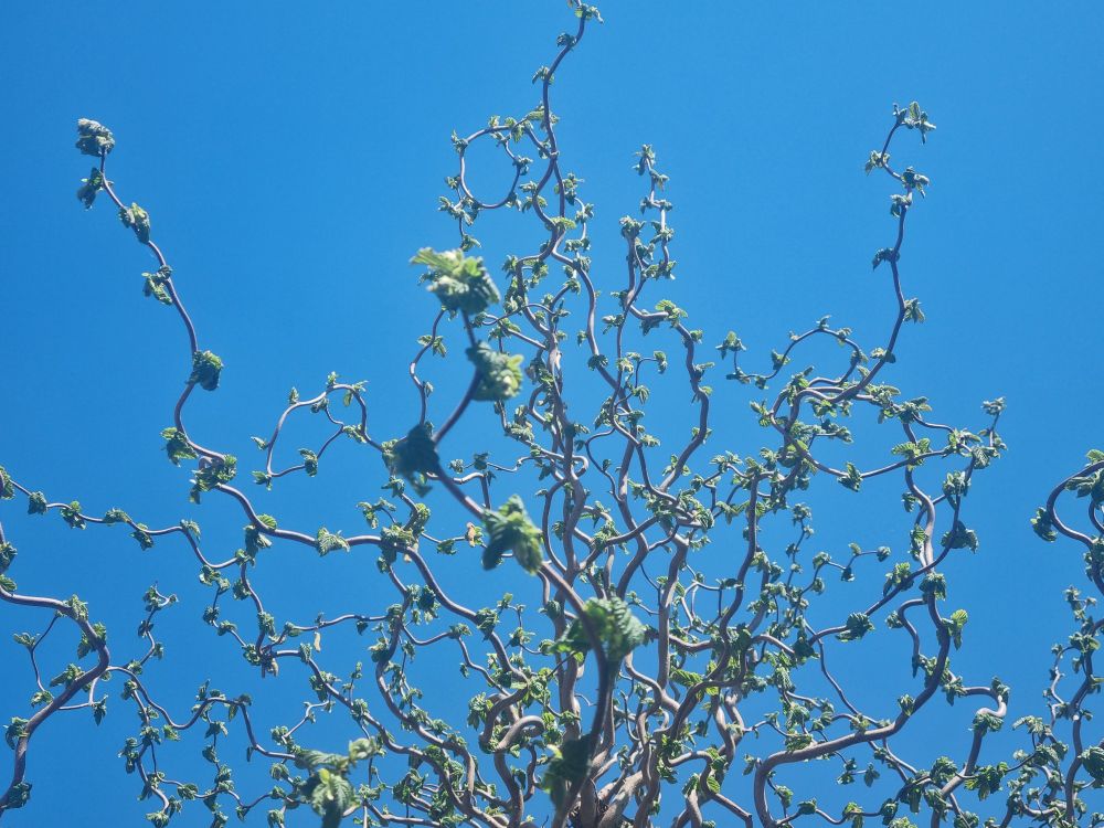 Korkenzieherhasel unter blauem Himmel. 