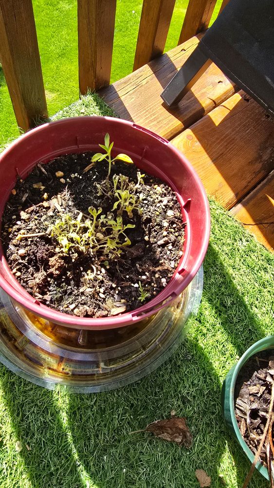 Cinnamon basil. Think shock and the bad weather after planting nearly killed this poor guy. Seems to be coming back