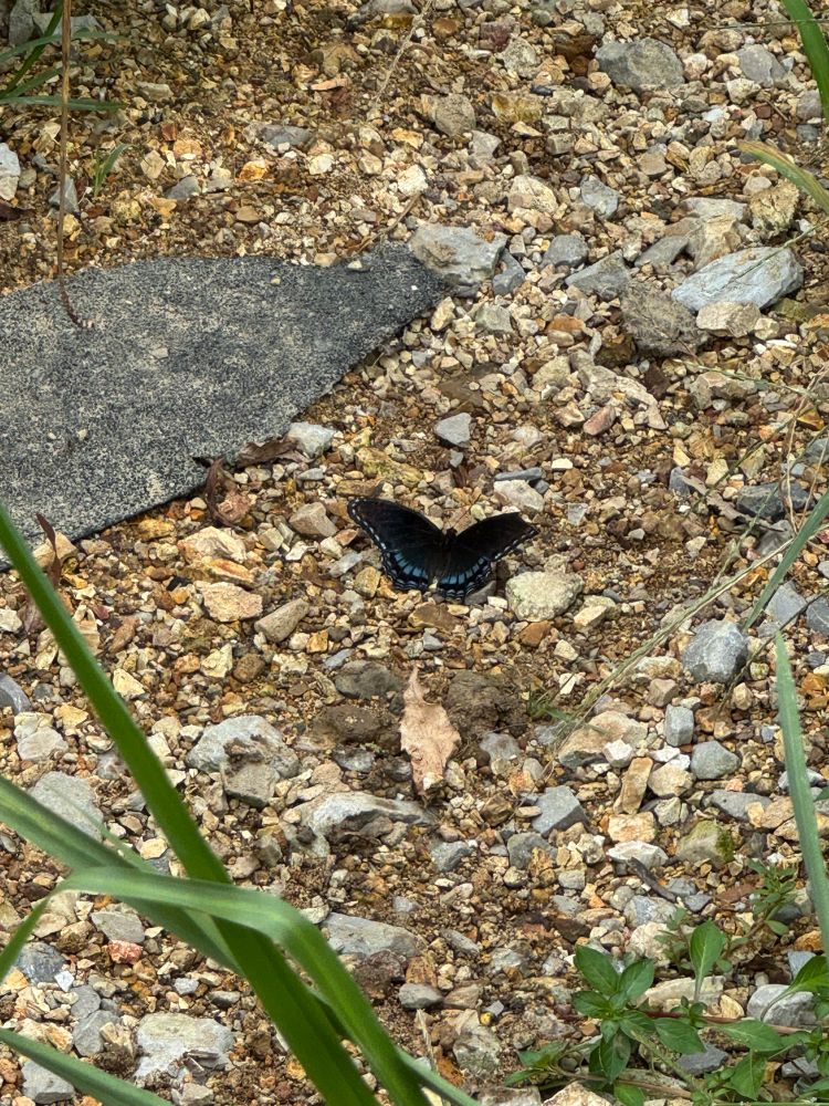 A red-spotted purple butterfly (Limenitis arthemis astyanax), resting with its wings open on a dry gravel stream bed. 