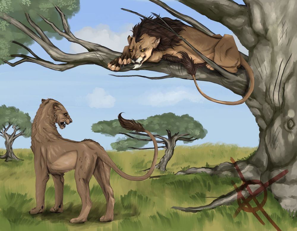 a large tsavo x kantanga male lion sits in a tree, devilishly. His sister is below, prepared to become a single child.