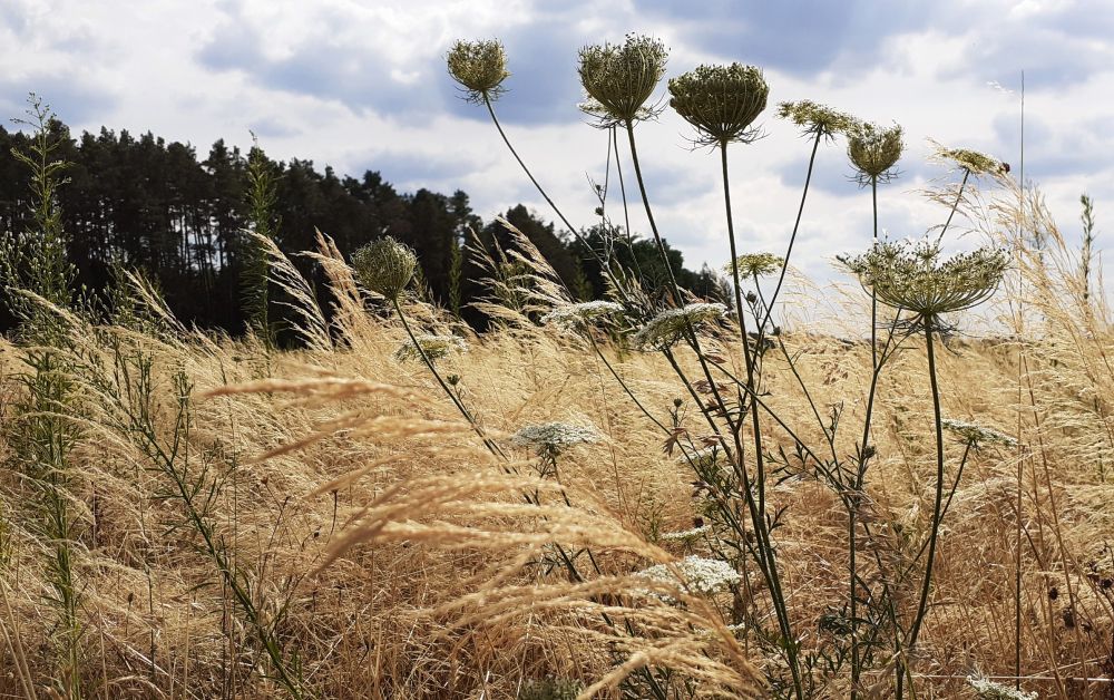 Blick auf grüne Blüten und beige Gräser, weiße Blumen, dahinter Wald, darüber grau-weißer Himmel.
