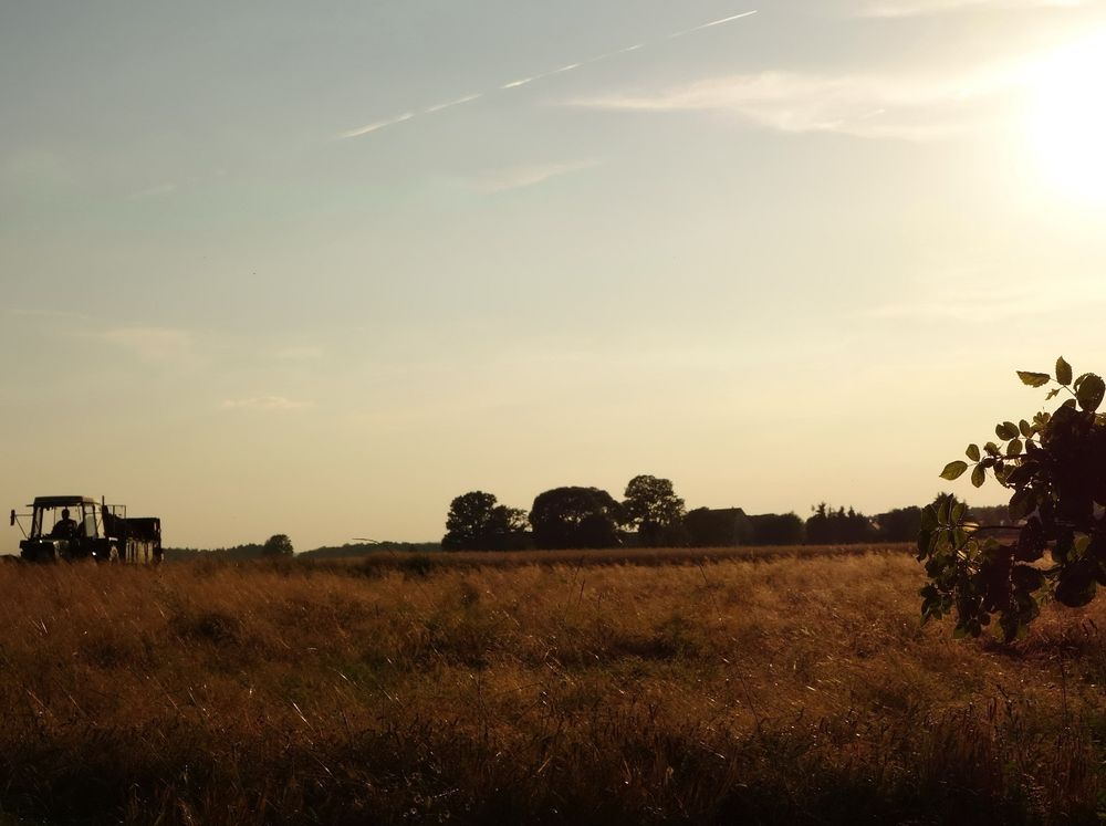 Blick auf ein Feld, das in der Abendsonne goldbraun scheint. Rechts Blätter eines Busches, links ein Trecker. Am Horizont Bäume. Rechts oben die Sonne.
