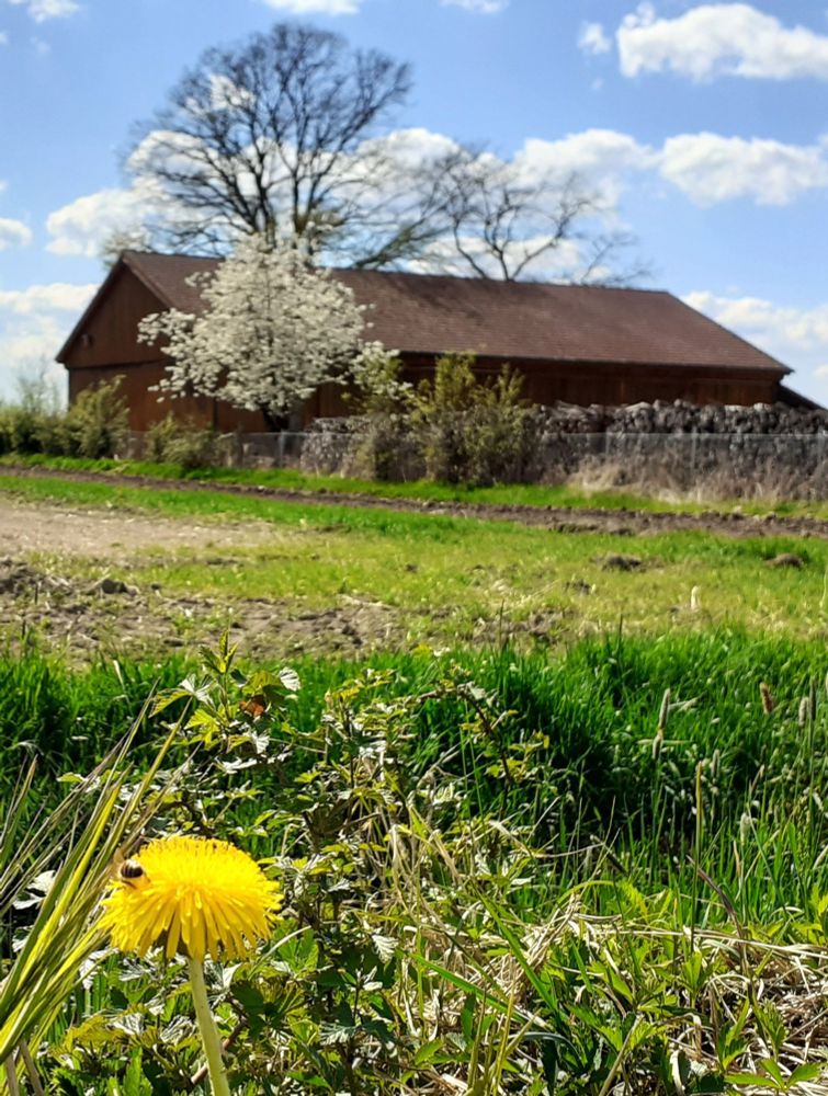 Blick auf einen Löwenzahn, rechts unten. Dahinter Blätter und Gras, dahinter Wiese, Bildmitte oben eine Holzhütte mit blühenden Bäumen.