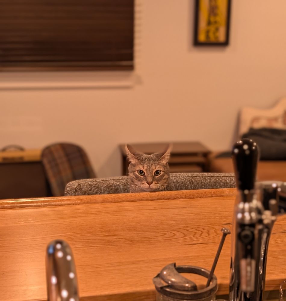 Toby the cat sitting on a barstool, looking expectantly at the bartender (me with the camera)