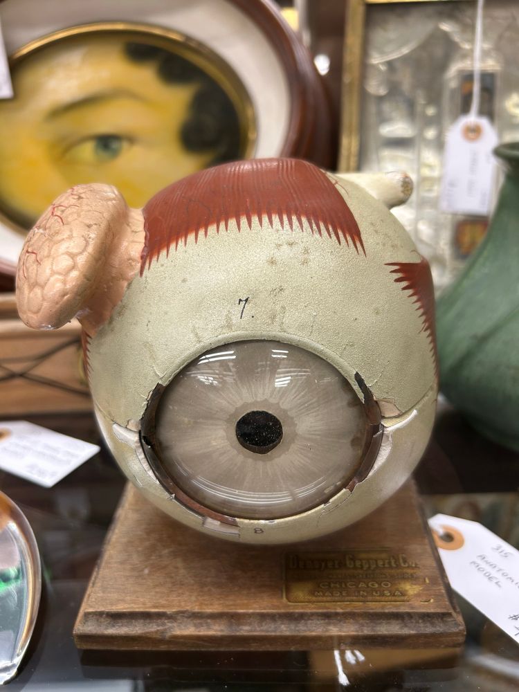 This object is a vintage anatomical eye model, used historically for medical or educational purposes to teach about the structure of the human eye.